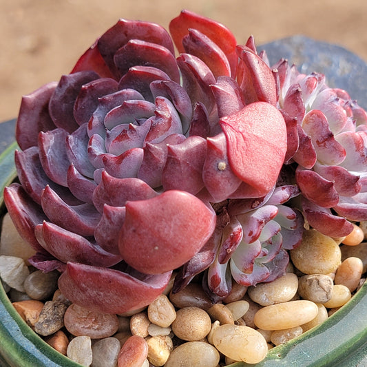 Echeveria 'Rainbow Goddess'