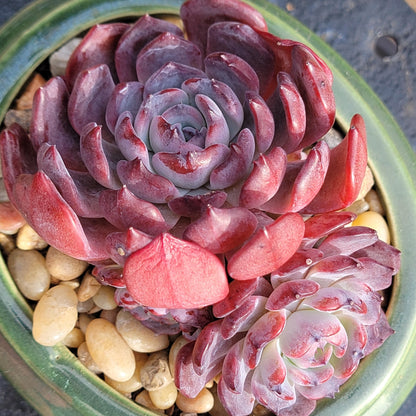 Echeveria 'Rainbow Goddess'