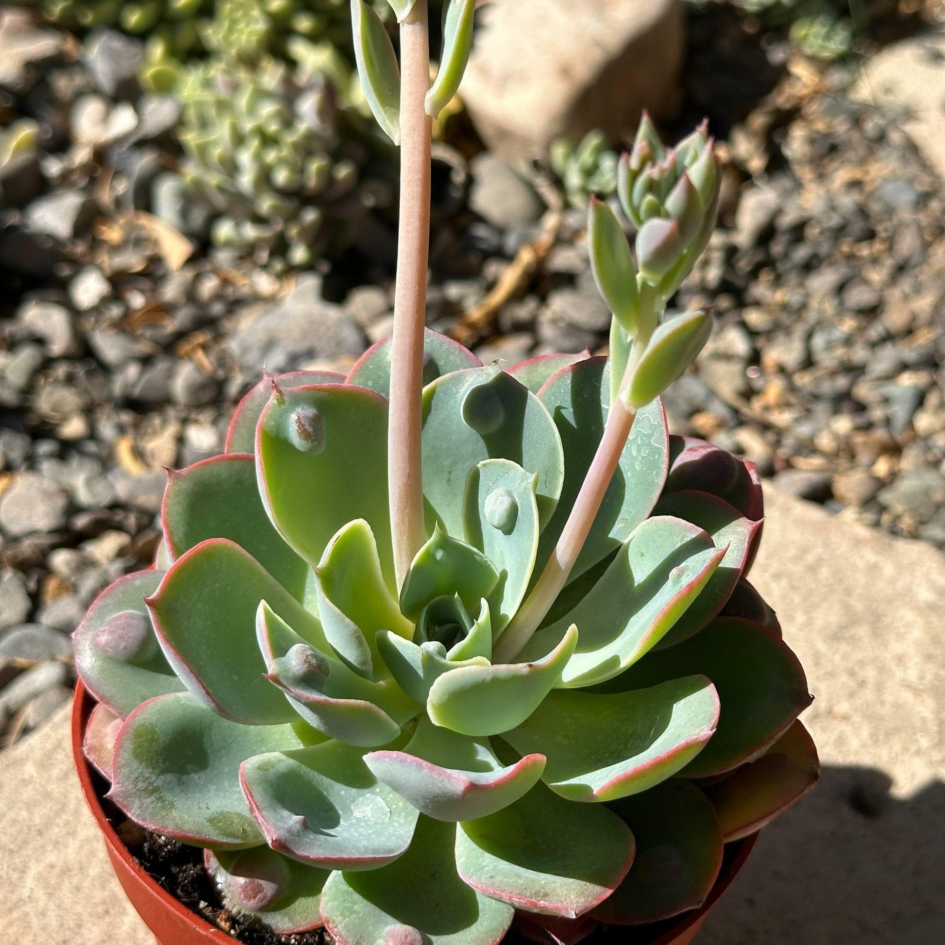 succulent raindrops Echeveria 'Raindrops' – DesertScapeSucculent