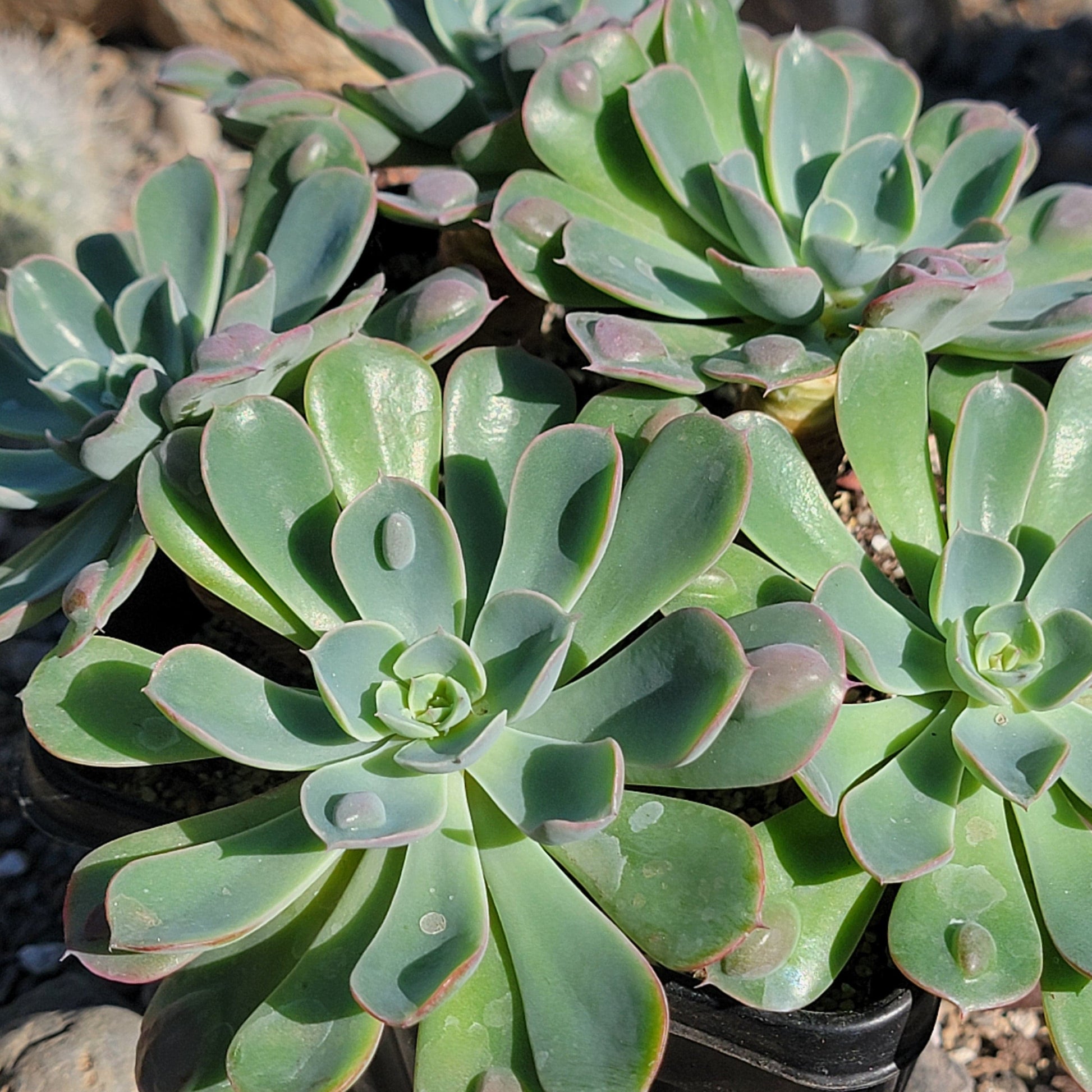 raindrop succulent care Echeveria 'Raindrops' – DesertScapeSucculent