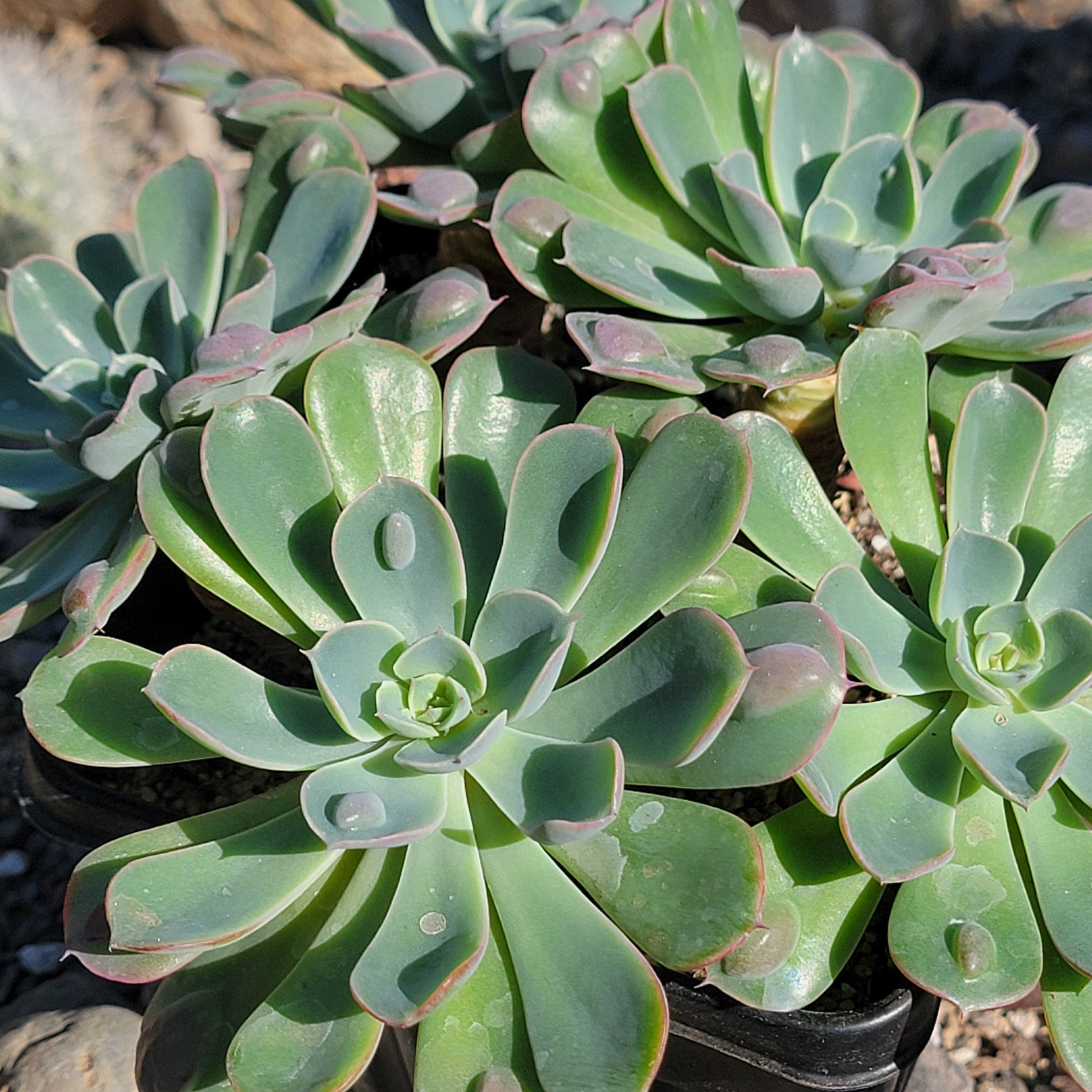 DesertScapeSucculent Succulent Echeveria 'Raindrops'