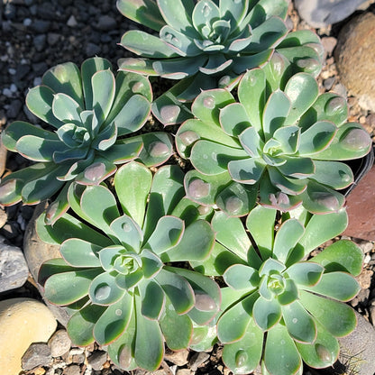 DesertScapeSucculent Succulent 4" Cluster A (Old Stem) Echeveria 'Raindrops'