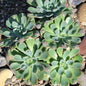 Echeveria 'Raindrops' - 4 Inch Cluster A (Old Stem) - Succulent - DesertScapeSucculent