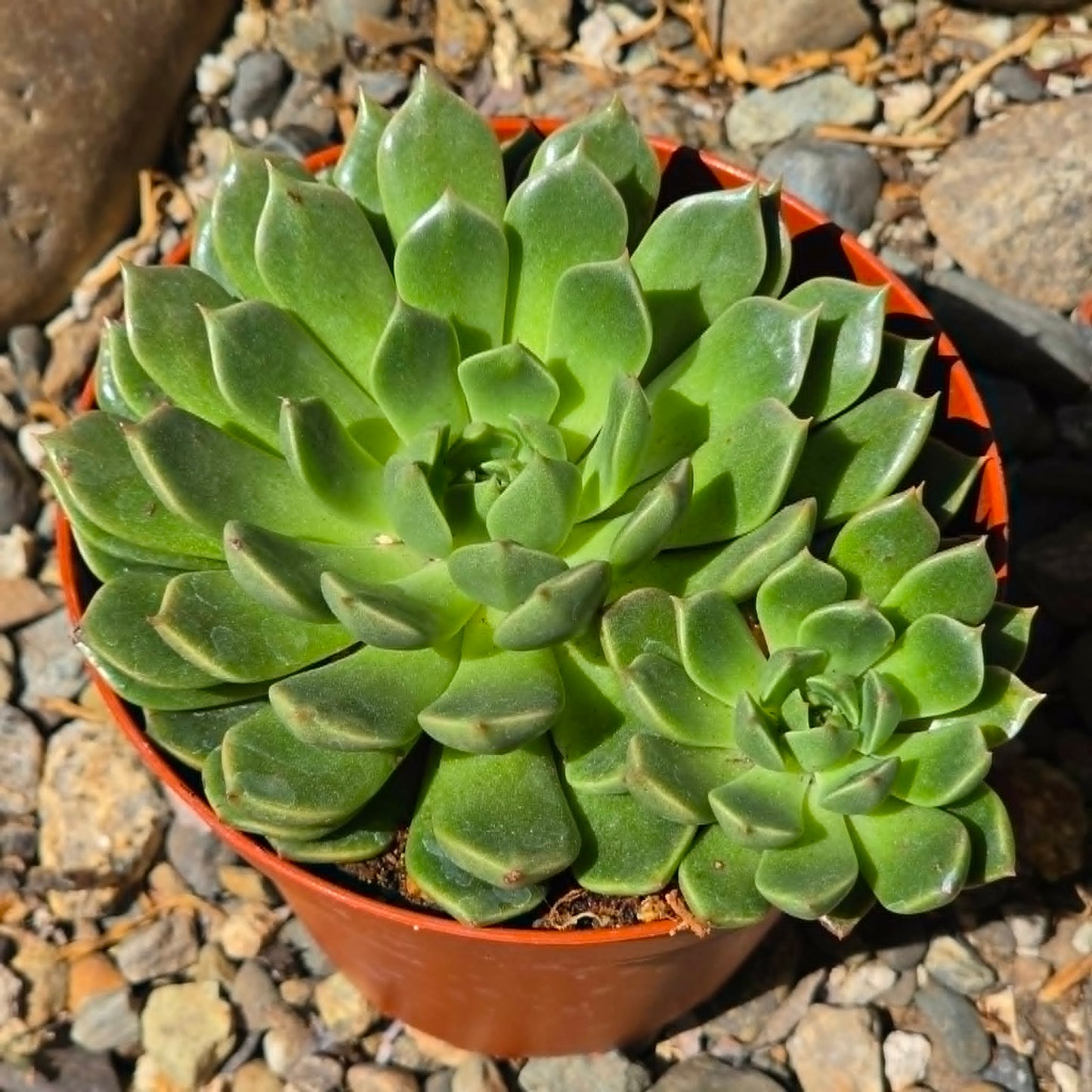 DesertScapeSucculent Succulent Echeveria 'Ramilette'