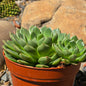 DesertScapeSucculent Succulent Echeveria 'Ramilette'