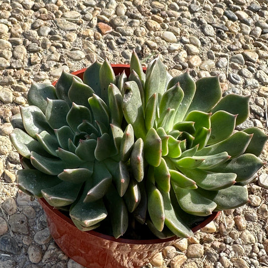 Echeveria 'Ramillette Naranja'