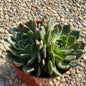 DesertScapeSucculent Succulent 4" Assorted Double Echeveria 'Ramillette'