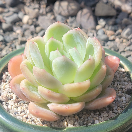 Echeveria 'Raspberry'