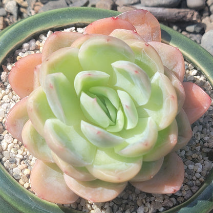 Echeveria 'Raspberry'