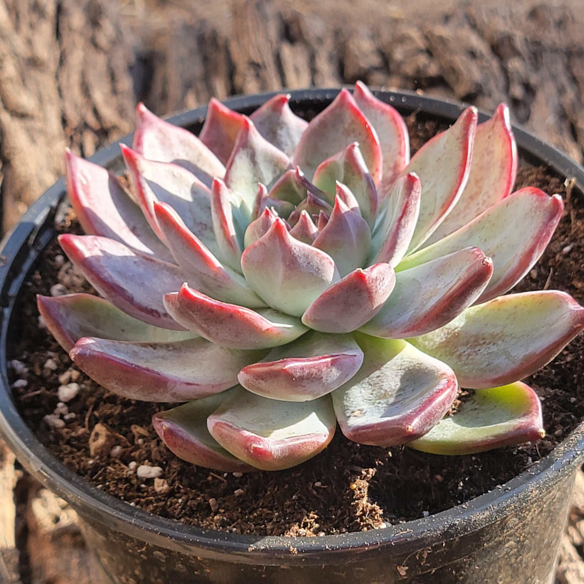 Echeveria 'Ratam' - 5 Inch Single - Succulent - DesertScapeSucculent