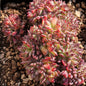 Echeveria 'Ratam' - 6 Inch Crested - Succulent - DesertScapeSucculent