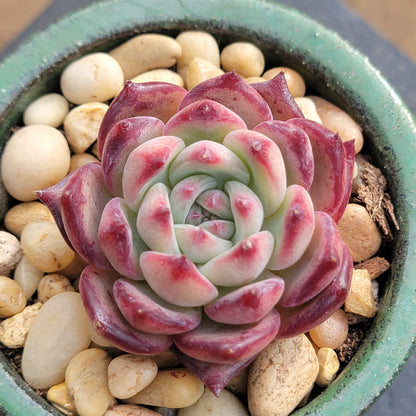 Echeveria 'Ratam'