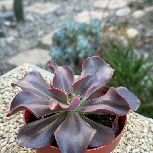 DesertScapeSucculent Succulent 4 Inch Echeveria 'Red Baron'
