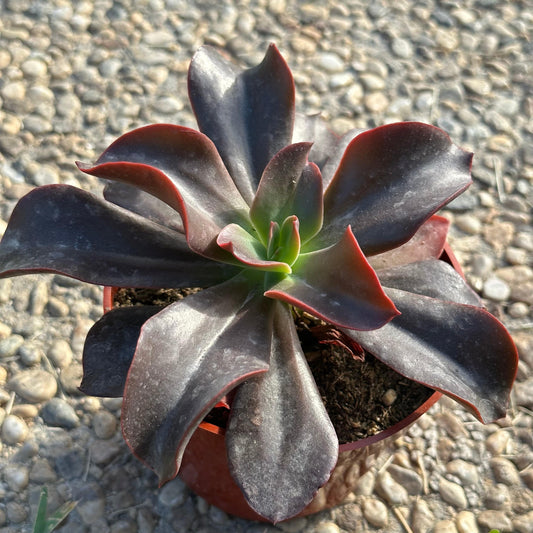 Echeveria 'Red Baron'