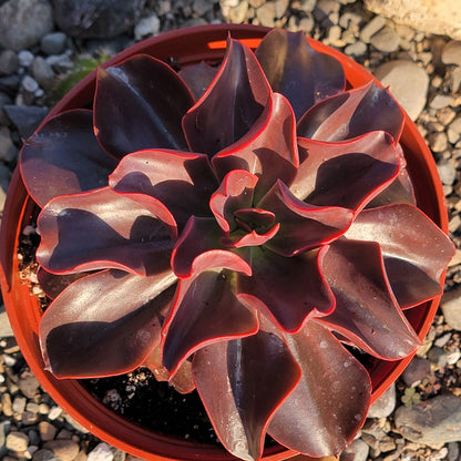 DesertScapeSucculent Succulent 6” Assorted Echeveria 'Red Baron'