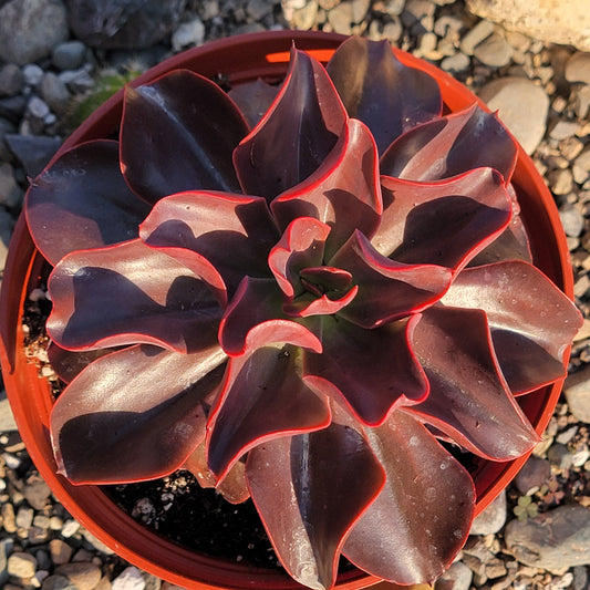 Echeveria 'Red Baron' - 6 Inch Assorted - Succulent - DesertScapeSucculent