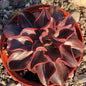 Echeveria 'Red Baron' - 6 Inch Assorted - Succulent - DesertScapeSucculent