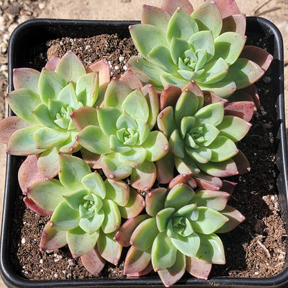 Echeveria 'Red Crown'