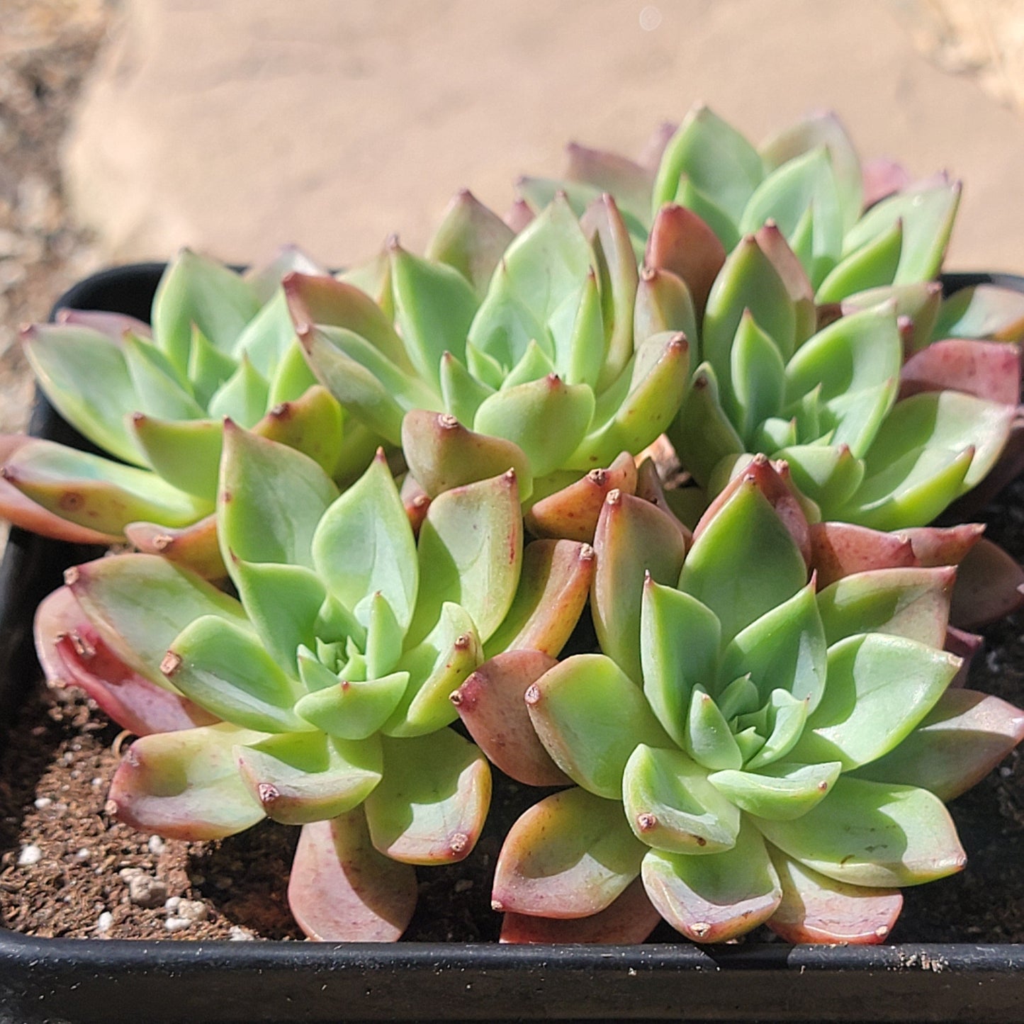 Echeveria 'Red Crown'