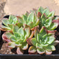 Echeveria 'Red Crown' - 6 Inch Cluster Assorted - Succulent - DesertScapeSucculent