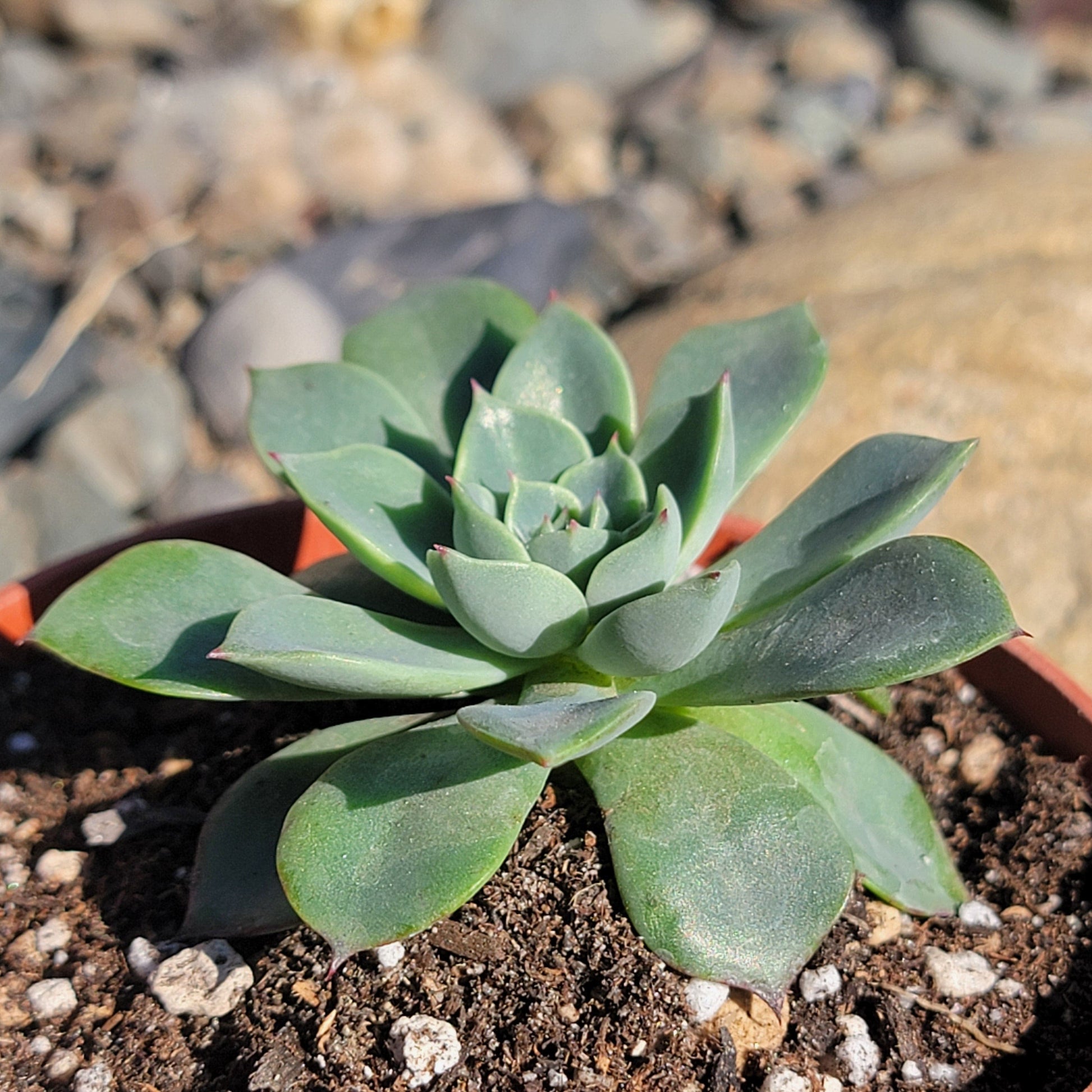 DesertScapeSucculent Succulent 6" Cluster Assorted Echeveria 'Red Crown'