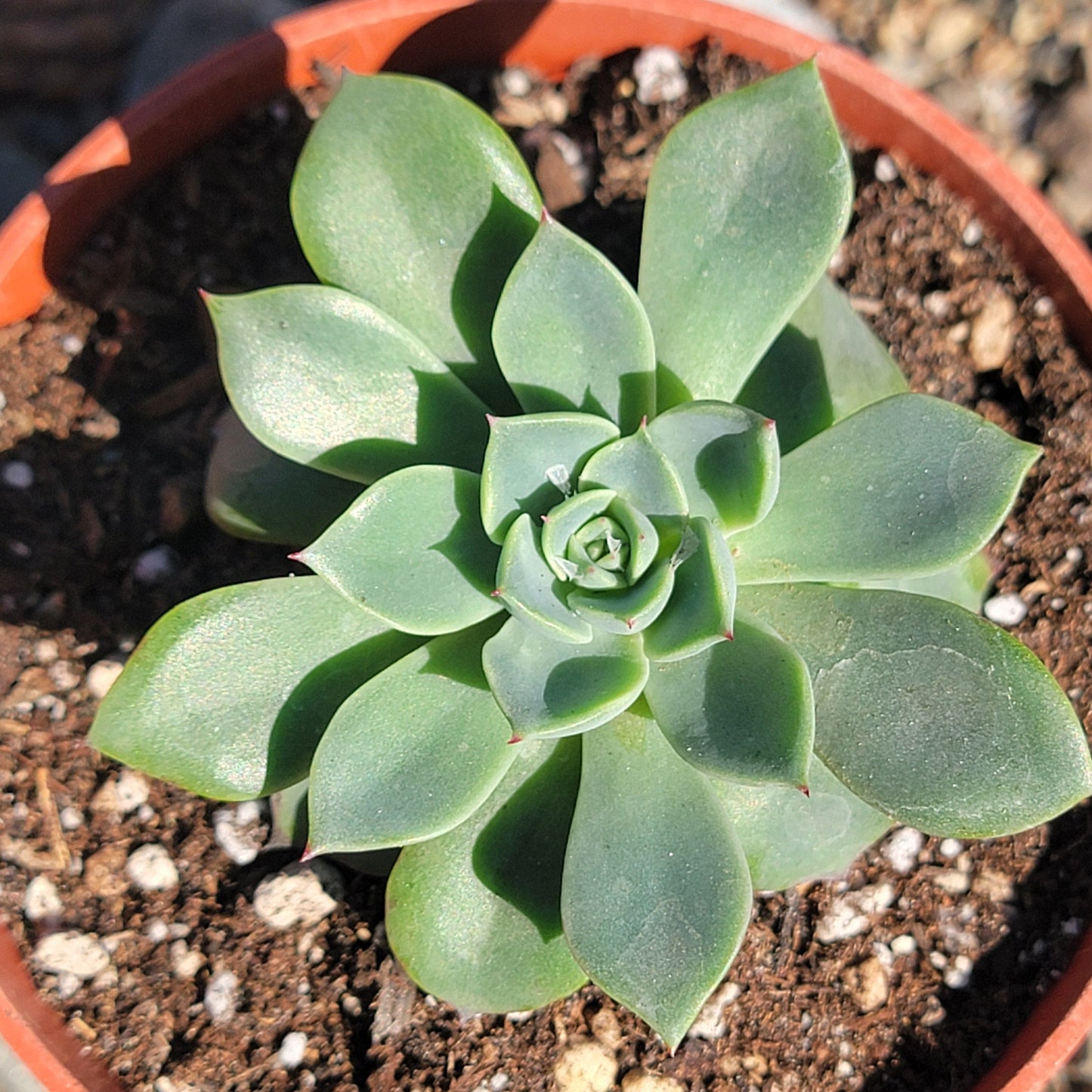 DesertScapeSucculent Succulent 6" Cluster Assorted Echeveria 'Red Crown'