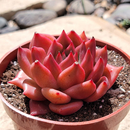 red succulents plants Echeveria 'Red Dragon' – DesertScapeSucculent