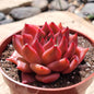 Echeveria 'Red Dragon' - 4" Assorted - Succulent - DesertScapeSucculent