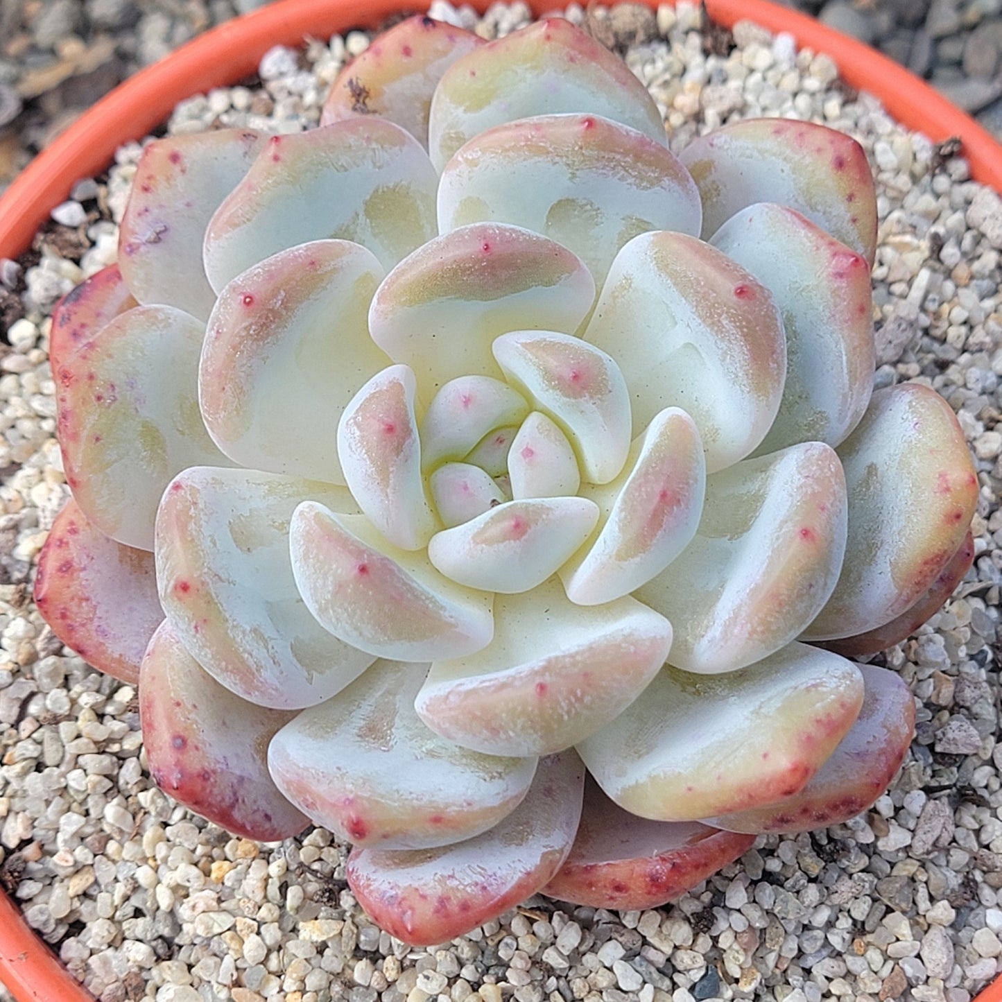 Echeveria 'Red Monroe'