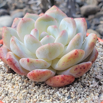 Echeveria 'Red Monroe'