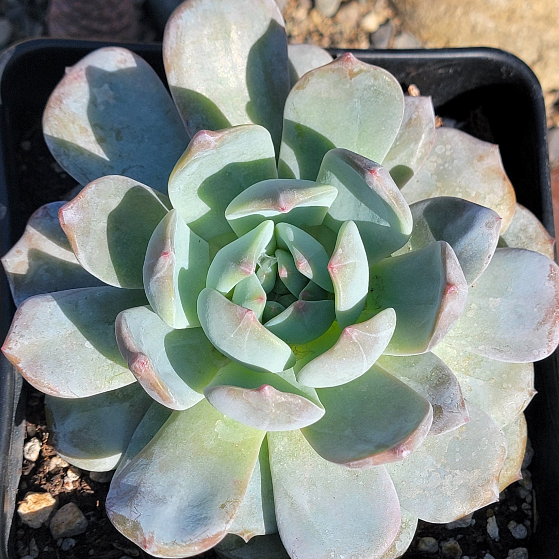 DesertScapeSucculent Succulent 6" Assorted Echeveria 'Red Monroe'