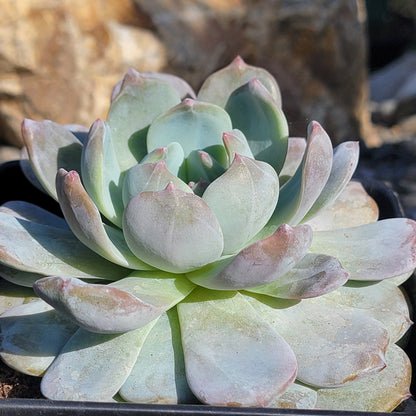 DesertScapeSucculent Succulent 6" Assorted Echeveria 'Red Monroe'