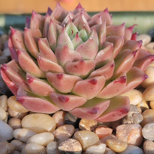 DesertScapeSucculent Succulent 4" Assorted Echeveria 'Red Peppers'