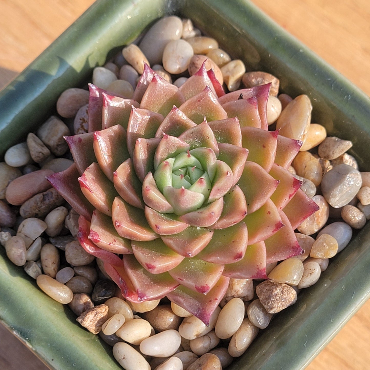 Echeveria 'Red Peppers'