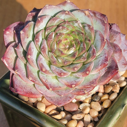 Echeveria 'Red Velvet' sp.14