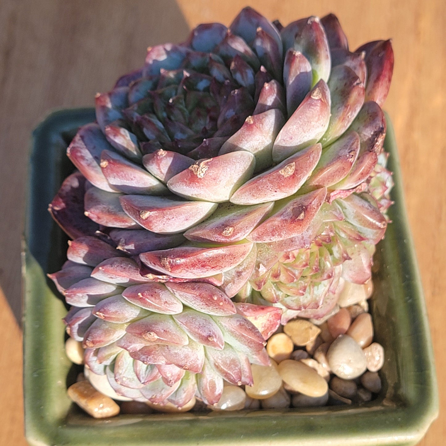 Echeveria 'Red Velvet' sp.14