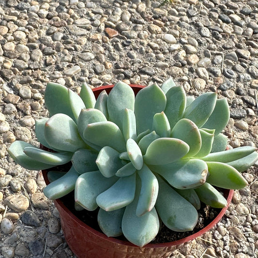 Echeveria 'Reia Tanaka'