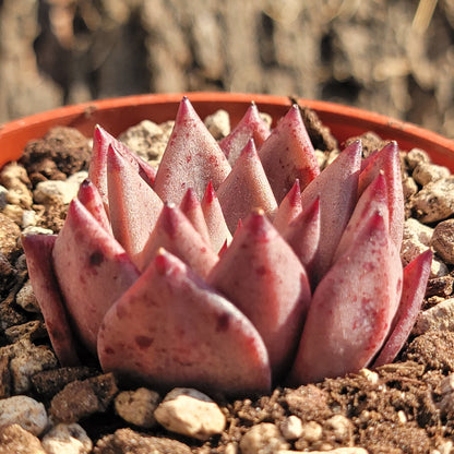 Echeveria 'Romeo'