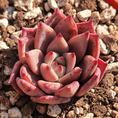 Echeveria 'Romeo'