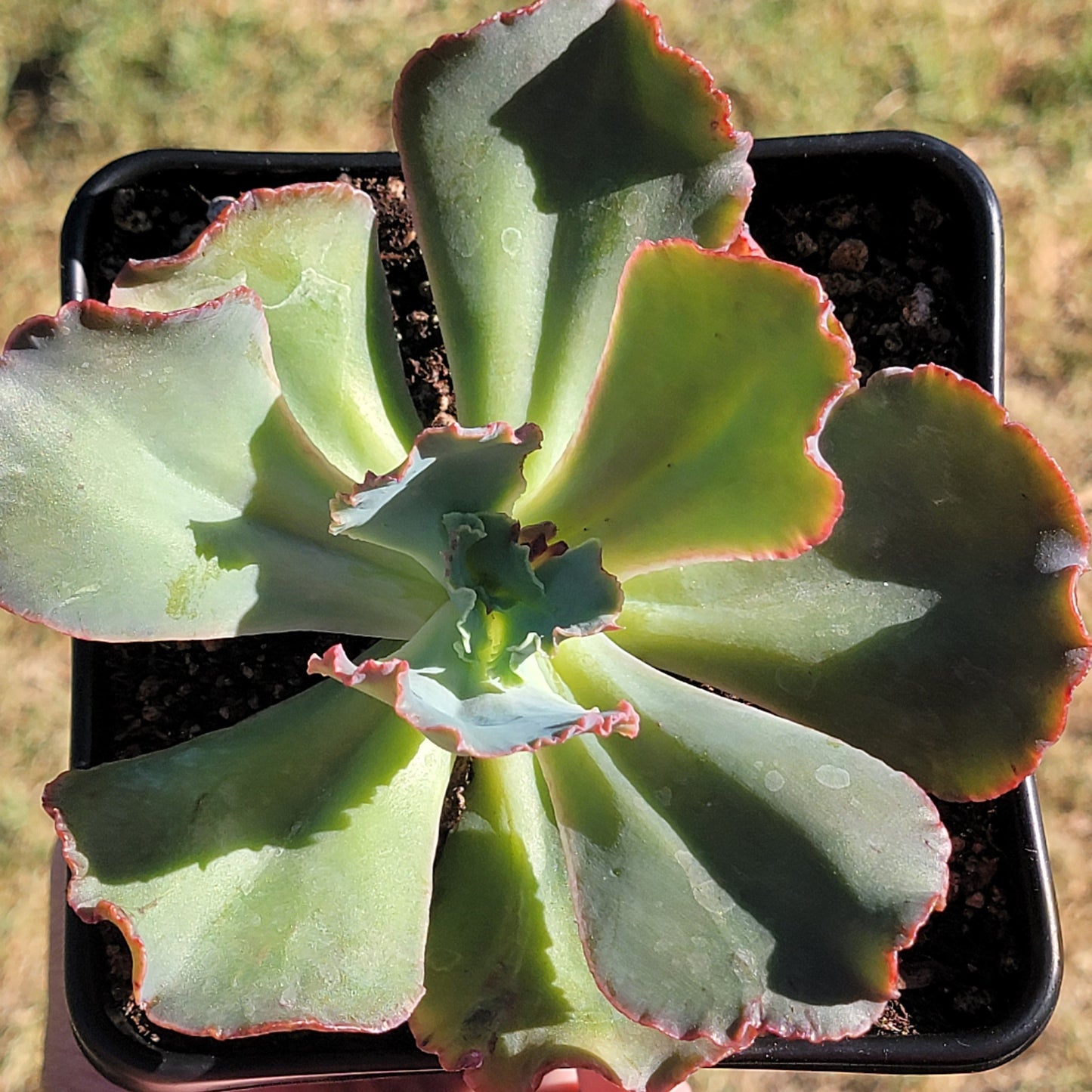 Echeveria Ruffle Híbrido Abigarrado