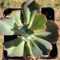 Echeveria Ruffle Hybrid Variegated - Single 6A Variegated - Succulent - DesertScapeSucculent