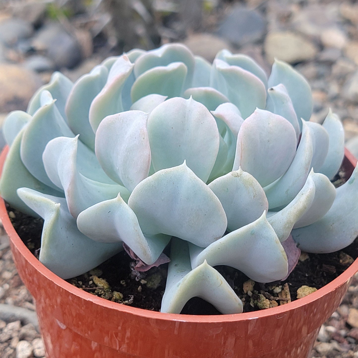succulent echeveria topsy turvy Echeveria Runyonni 'Topsy Turvy' – DesertScapeSucculent