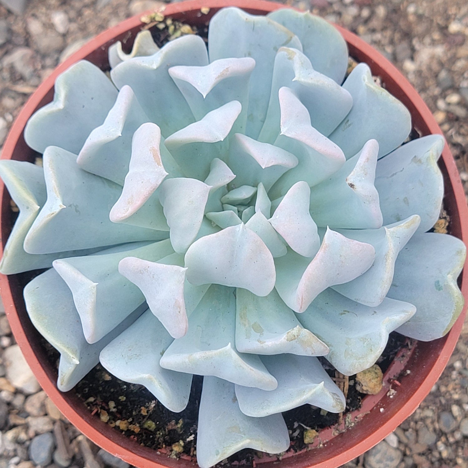 DesertScapeSucculent Succulent 4" Assorted Echeveria Runyonni 'Topsy Turvy'