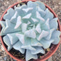 Echeveria Runyonni 'Topsy Turvy' - 4 Inch Assorted - Succulent - DesertScapeSucculent