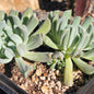 Echeveria Runyonni 'Topsy Turvy' - Cluster 6A - Succulent - DesertScapeSucculent