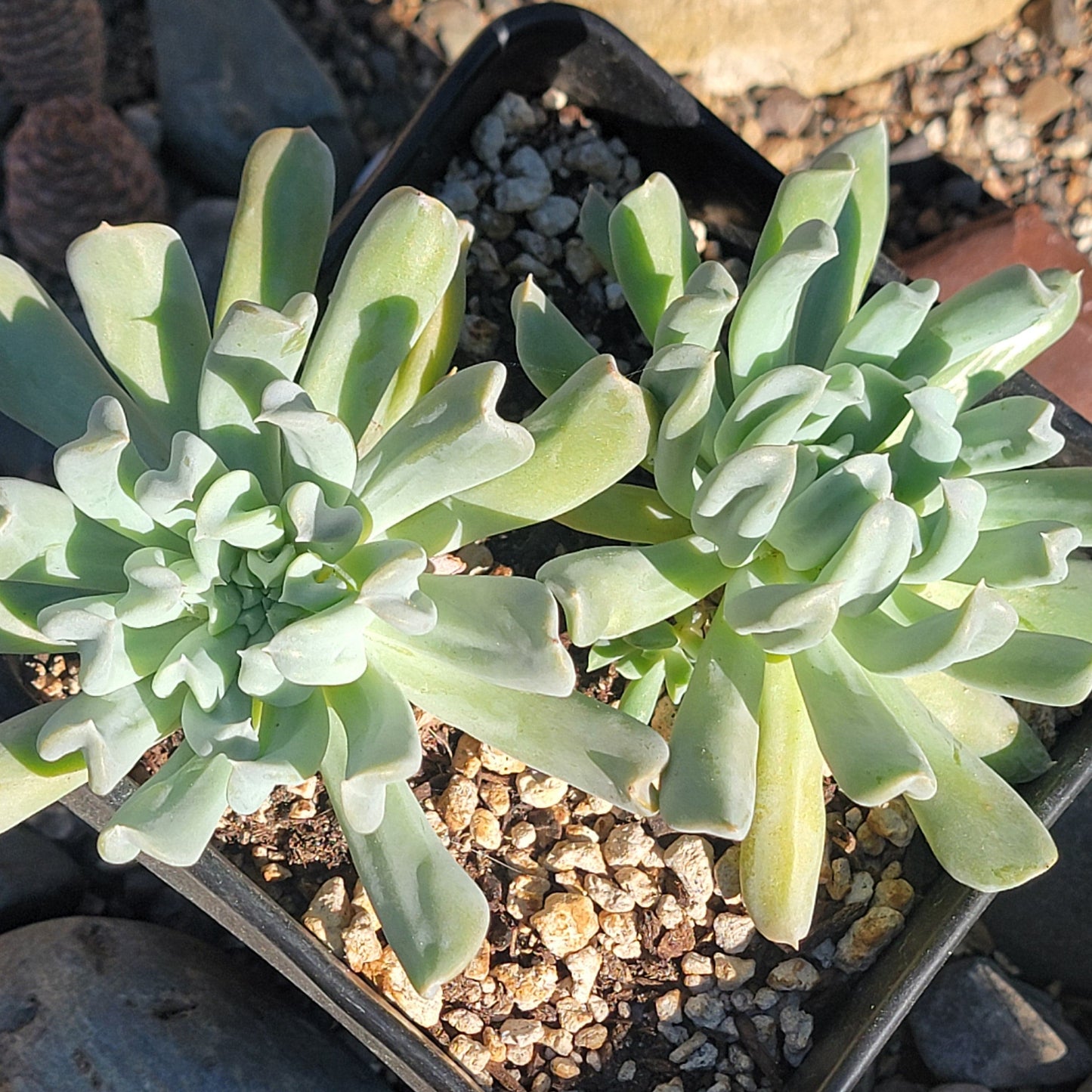 DesertScapeSucculent Succulent Echeveria Runyonni 'Topsy Turvy'