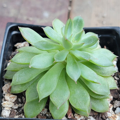 Echeveria 'Sagita'