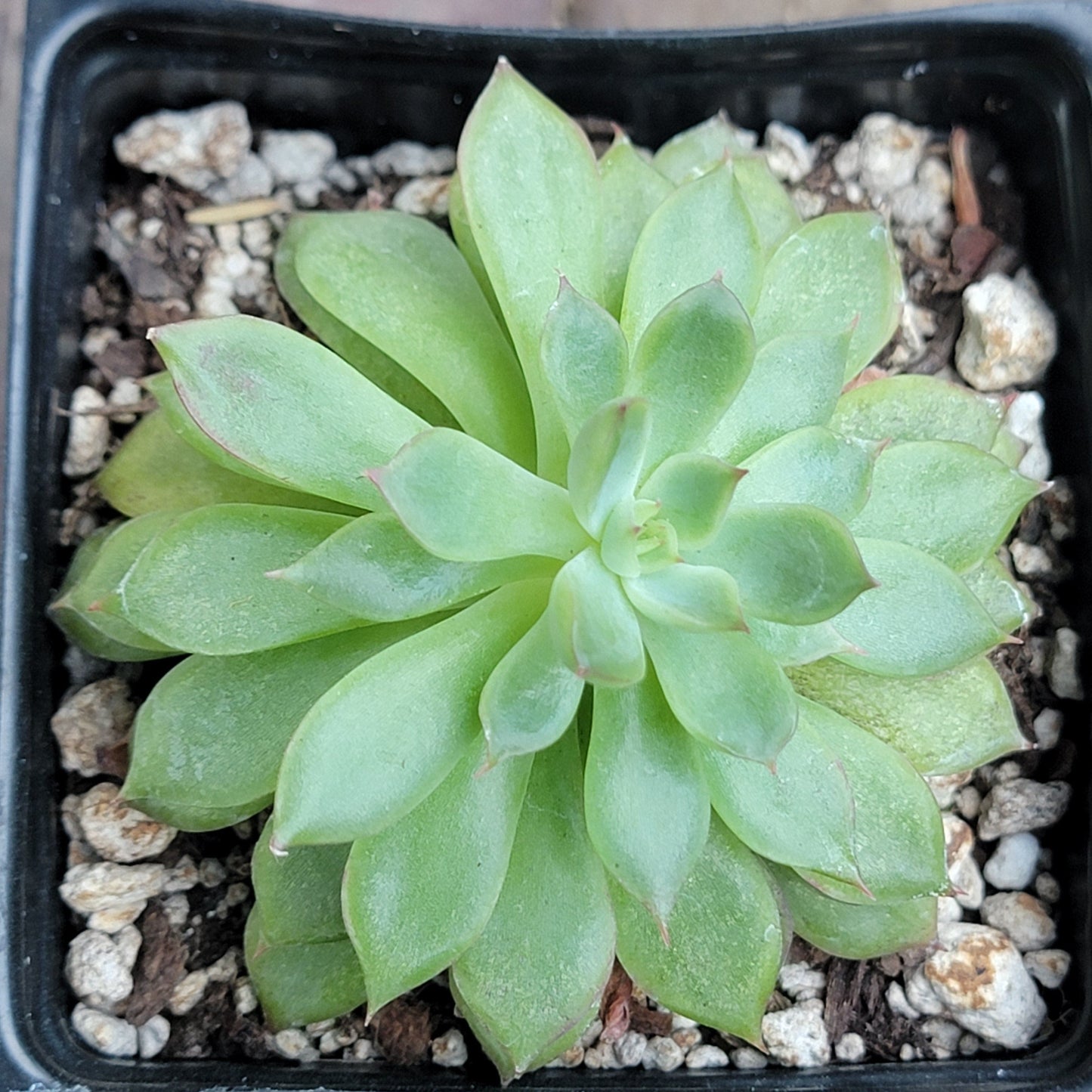 Echeveria 'Sagita'