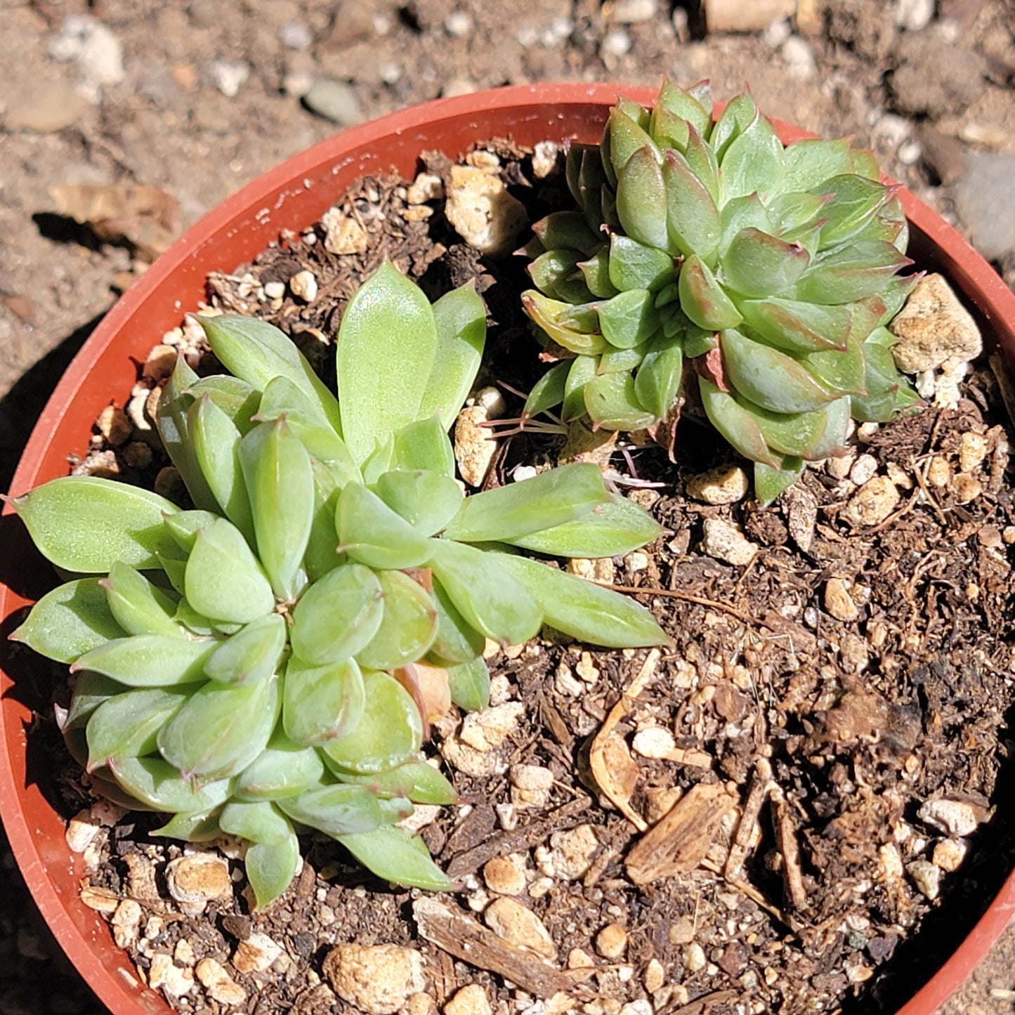 Echeveria 'Sagita'