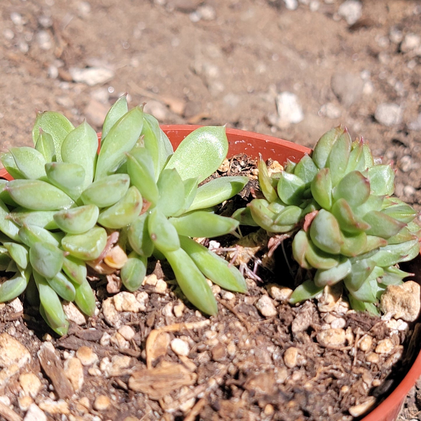 Echeveria 'Sagitta'